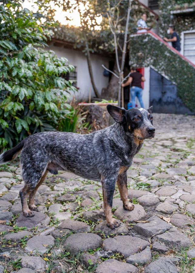 Milcoapa Ξενοδοχείο Tepoztlan Εξωτερικό φωτογραφία